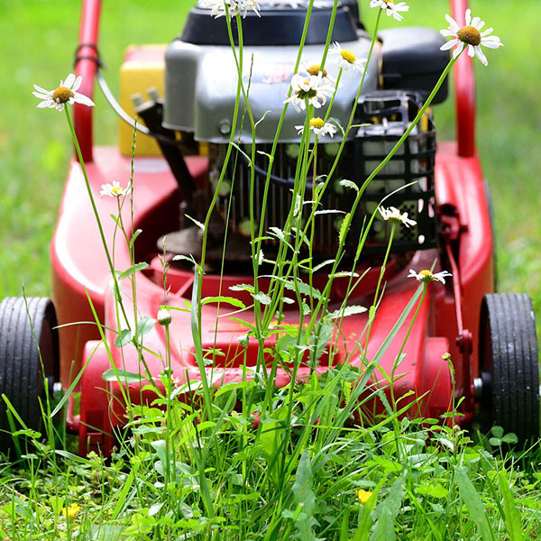 Gartenpflege Rahlstedt und Umgebung