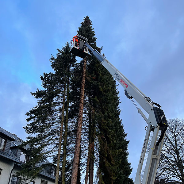 Baumpflege und Baumfällung Rahlstedt