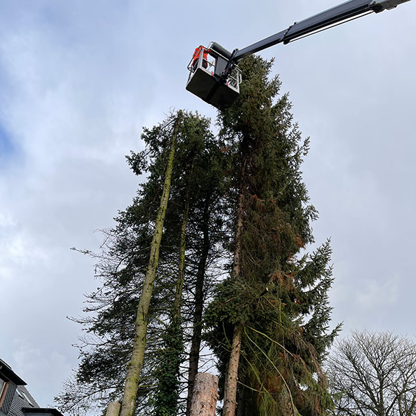 Baumpflege und Baumfällung Rahlstedt